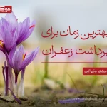 بهترین زمان برای برداشت زعفران