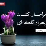 مراحل کشت زعفران گلخانه ای