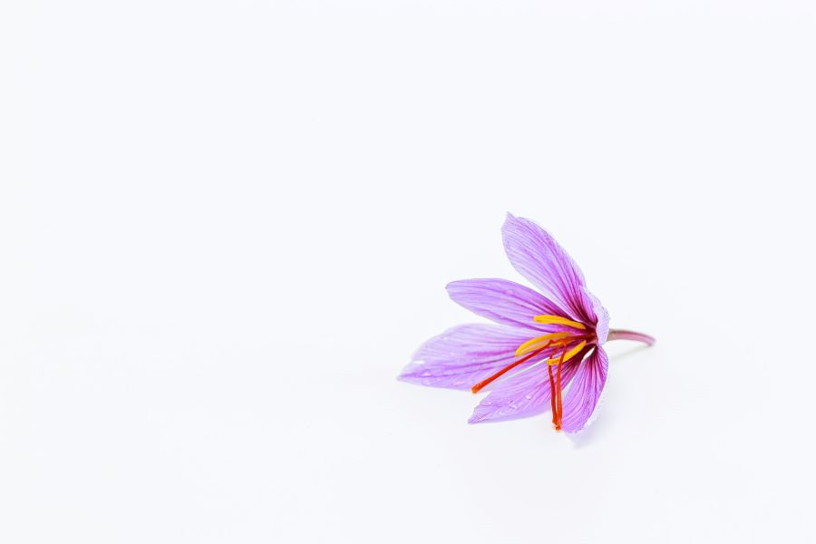 بهبود درد قاعدگی از خواص مهم گل زعفران