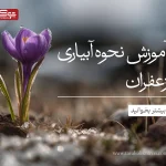 آموزش نحوه ابیاری زعفران