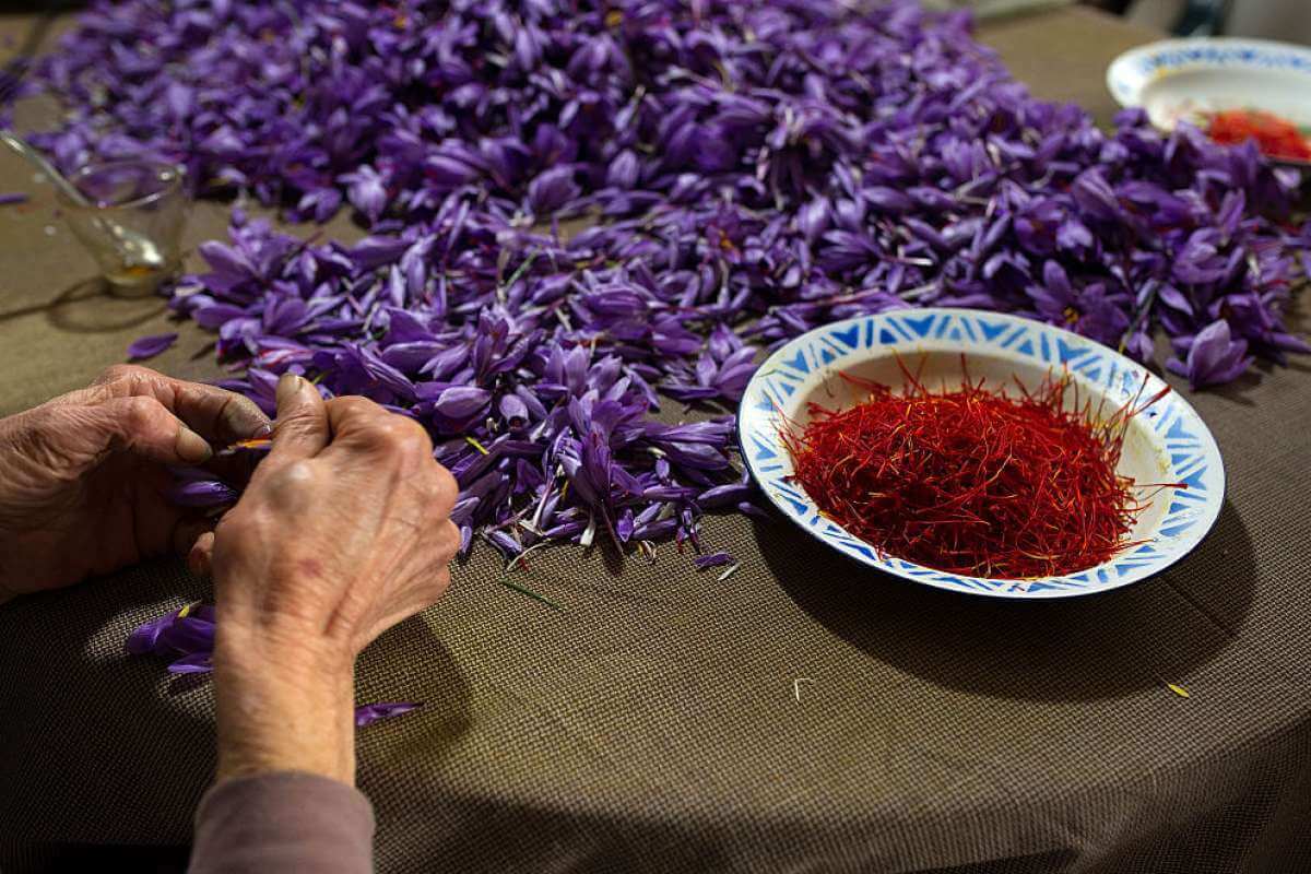 خشک کردن زعفران