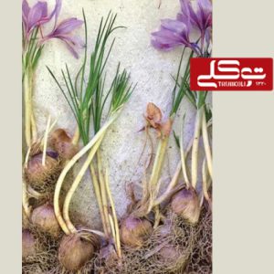 کاشت زعفران در خانه