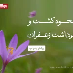 نحوه کشت و برداشت زعفران