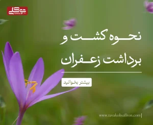 نحوه کشت و برداشت زعفران