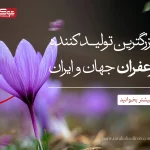 بزرگترین تولید کننده زعفران ایران و جهان