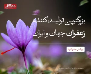 بزرگترین تولید کننده زعفران ایران و جهان