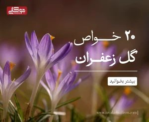 بیست خاصیت گل زعفران