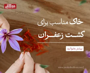 خاک مناسب برای کشت زعفران