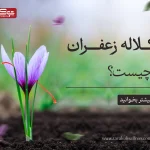 کلاله زعفران چیست